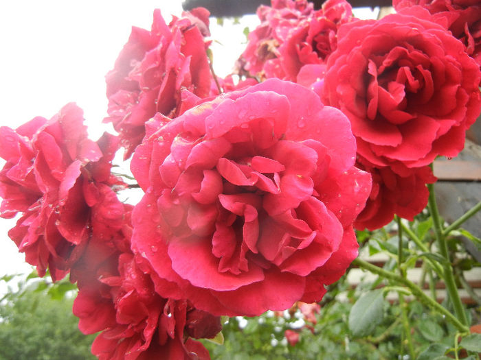 Rose Blaze Superior (2013, June 12) - Rose Blaze Superior