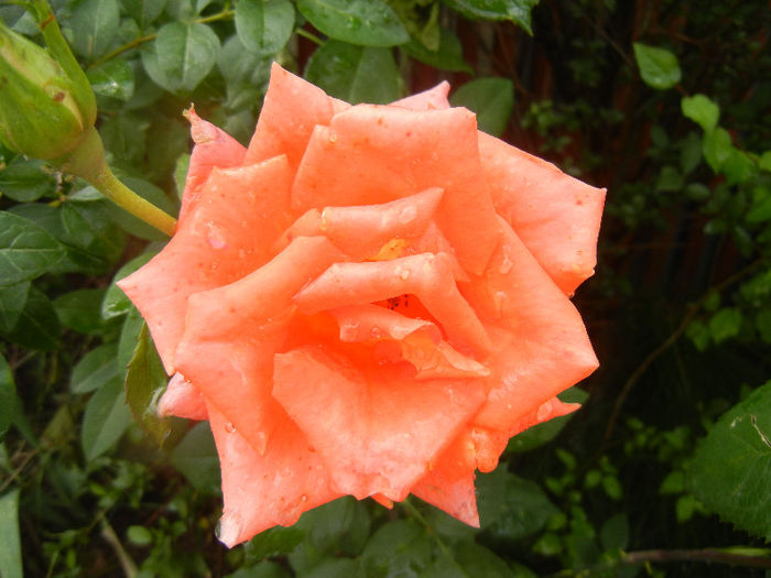 Rose Monica (2013, June 12)