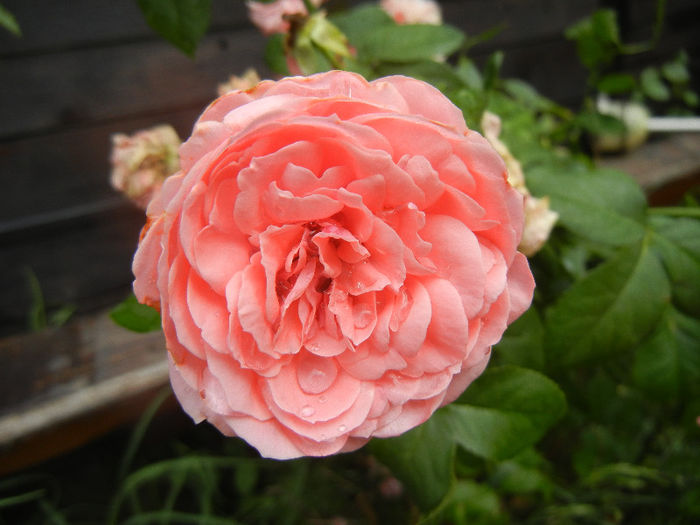 Rose Pleasure (2013, June 12) - Rose Pleasure