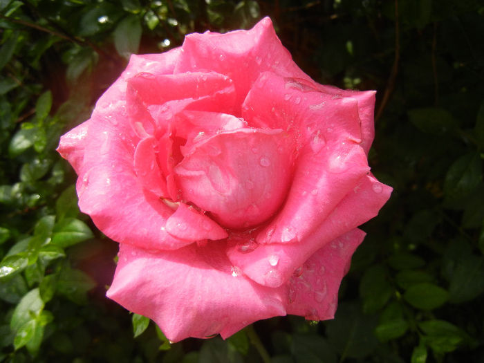 Rose Pink Peace (2013, June 12)