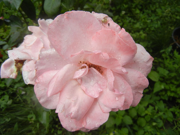 Rose Queen Elisabeth (2013, Jun.12)