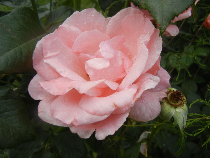 Royal Highness rose, 12jun2013 - Rose Royal Highness