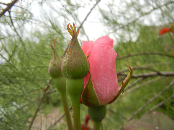 Royal Highness rose, 12jun2013 - Rose Royal Highness