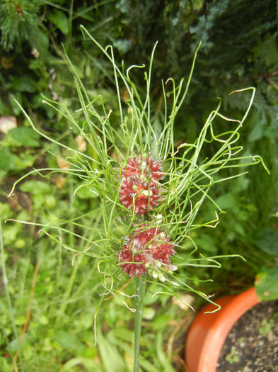 Allium Hair (2013, June 12)