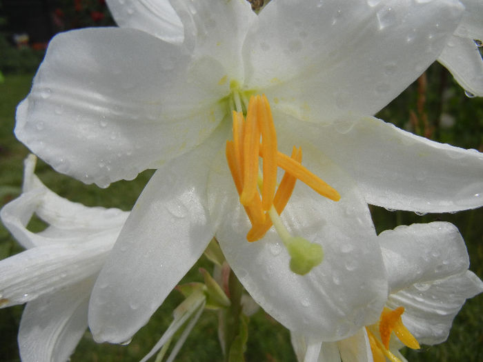 Madonna Lily (2013, June 12) - LILY Madonna Lily