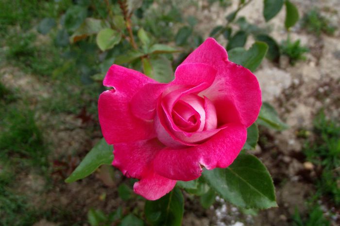 trandafir - Flori 2013