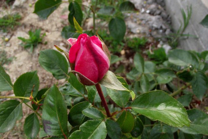 boboc de trandafir - Flori 2013