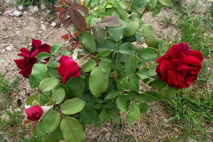 04 - Flori 2013