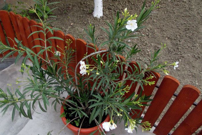 leandru alb - Flori 2013