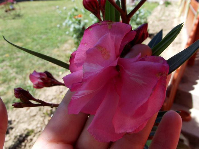 leandru roz dublu 01 - Flori 2013