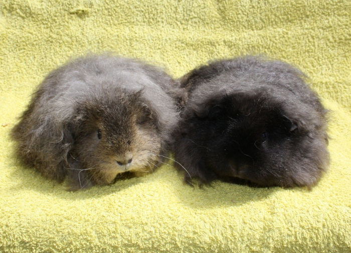 CitronelaCrazyFrog (1); Femele- Texel
