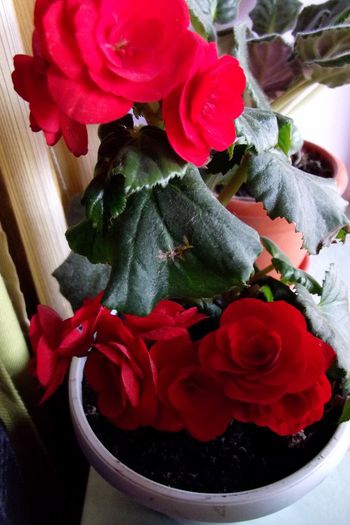 begonie - Flori 2013