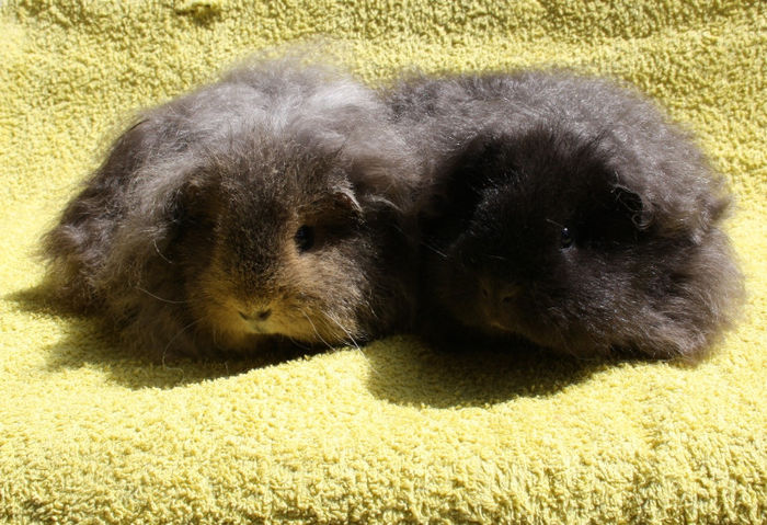 CitronelaCrazyFrog (4); Femele- Texel
