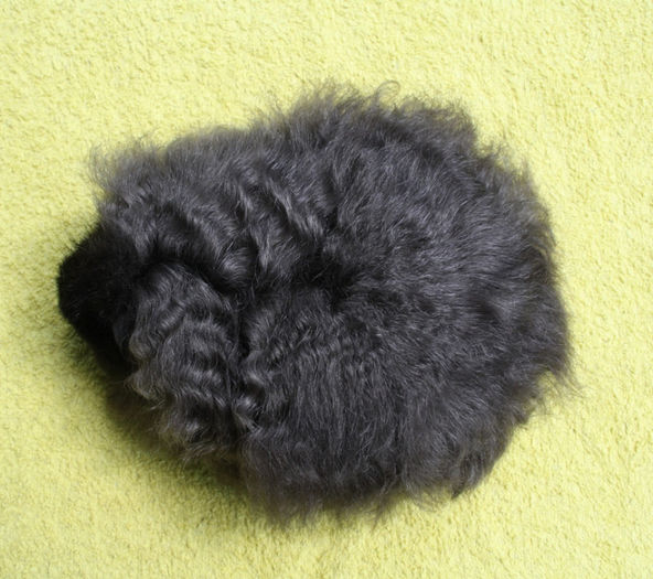 CrazyForg5luni (2); Femela- Texel
