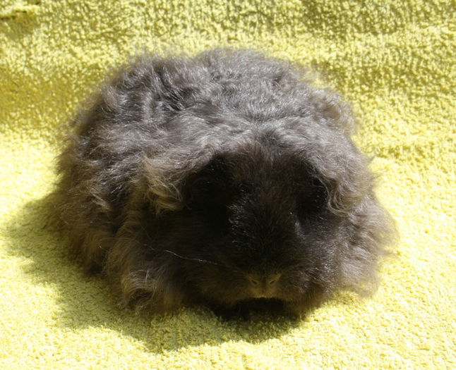 CrazyForg5luni (5); Femela- Texel
