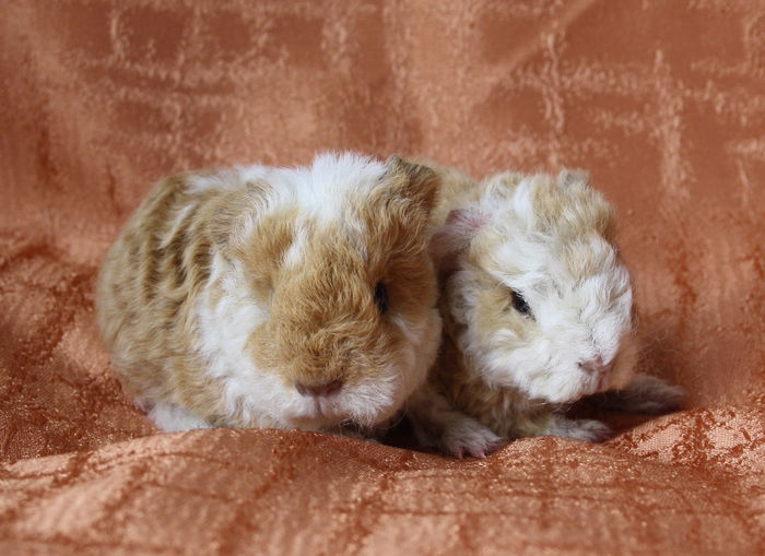 DumboDandy (1); Pui masculi- Alpaca si Texel
