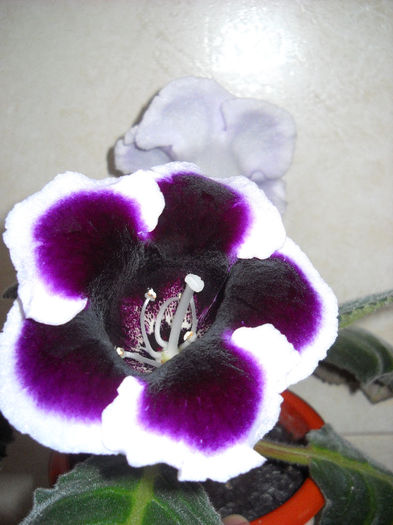 Kaiser Wilhem-11.06.013 - 1GLOXINIA- 2013