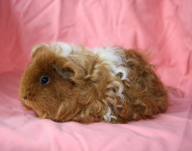 Happy31Mai (2); Femela- Texel
