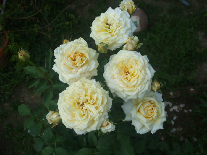 Sophia Renaissance - vara 2013