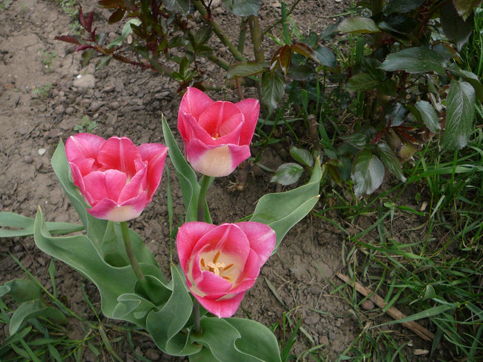 P1200794