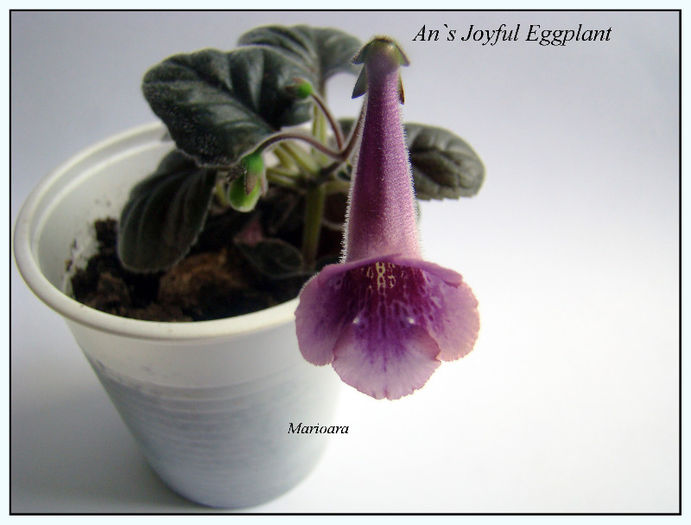 Minisinningia An`s Joyful Eggplant