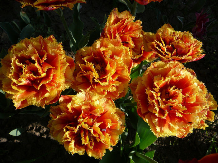 P1200825
