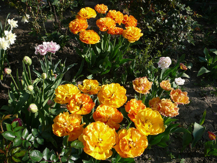 P1200833