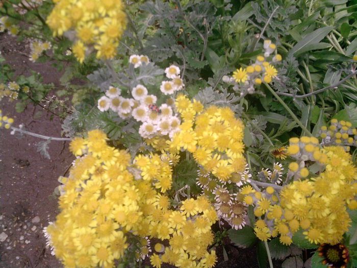 P120613_13.55_[02] - Floricele de gradina