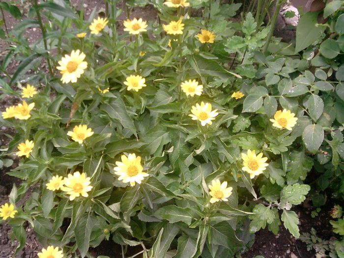 P120613_13.55_[03] - Floricele de gradina