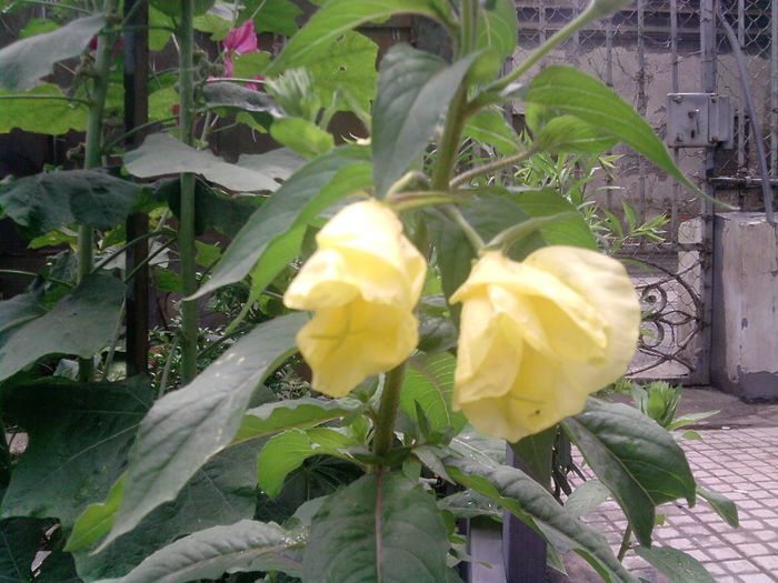 P120613_13.58_[03] - Floricele de gradina