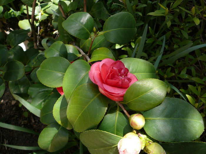 P1200593 - Azalee si rhododendroni