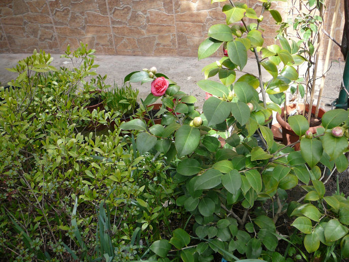 P1200650 - Azalee si rhododendroni