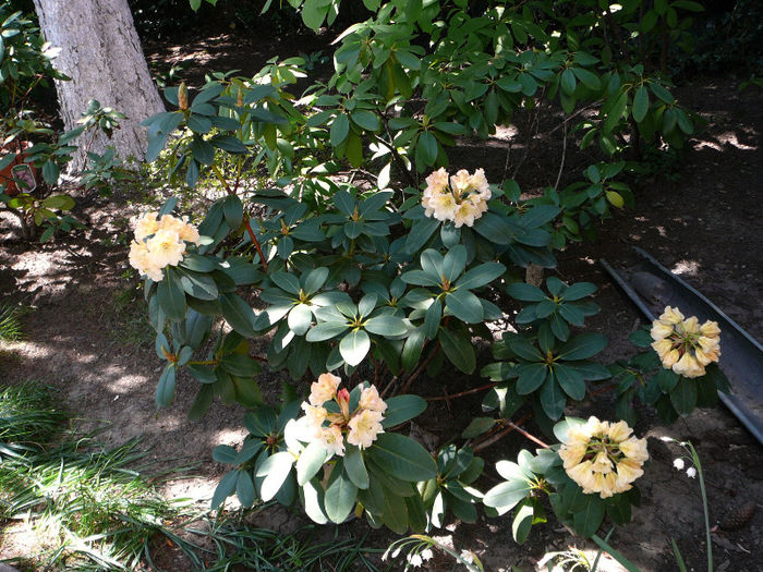 P1200886 - Azalee si rhododendroni