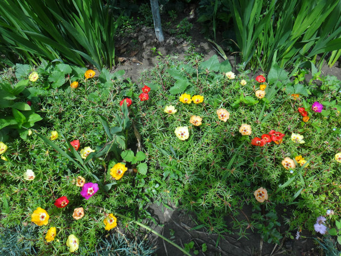 DSC01790 - flori de gradina
