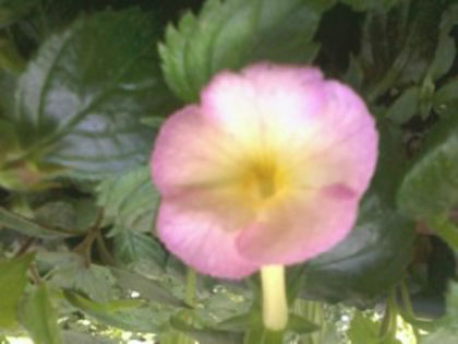 Vie en Rose - Achimenes