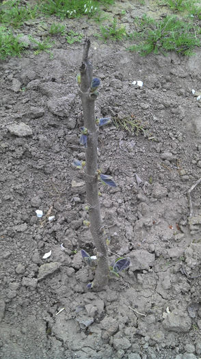 2013-04-21 19.06.56 - Paulownia Anul-1