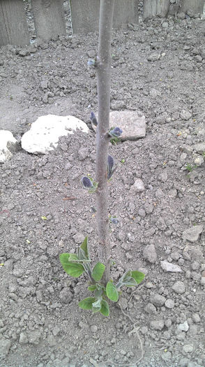 2013-04-21 19.08.08 - Paulownia Anul-1