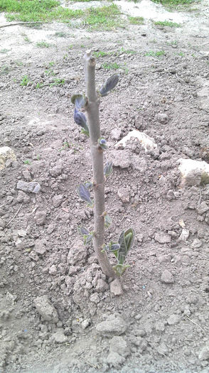 2013-04-21 19.09.21 - Paulownia Anul-1