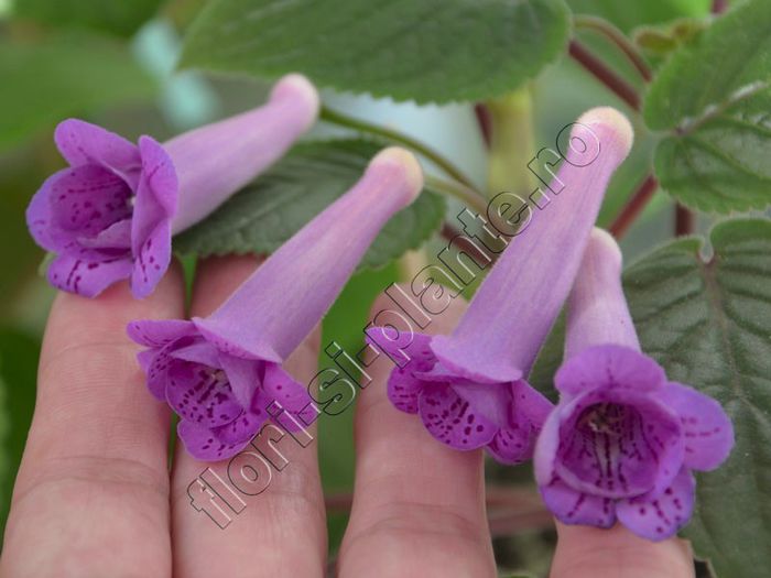 Sinningia HCY s Merry go round - 11  EXPOZITIE VIRTUALA  GESNERIACEAE