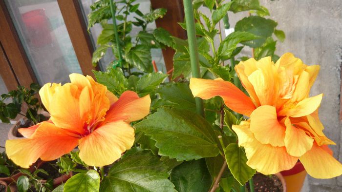 Picture 3607 - x 2013 Hibiscus rosa sinesis