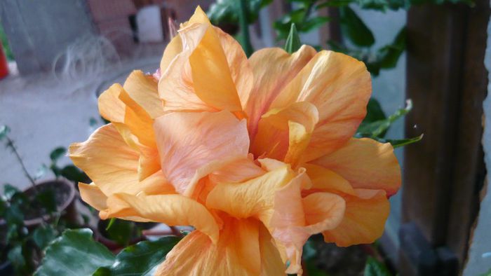 Picture 3609 - x 2013 Hibiscus rosa sinesis