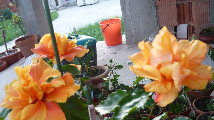 Picture 3610 - x 2013 Hibiscus rosa sinesis