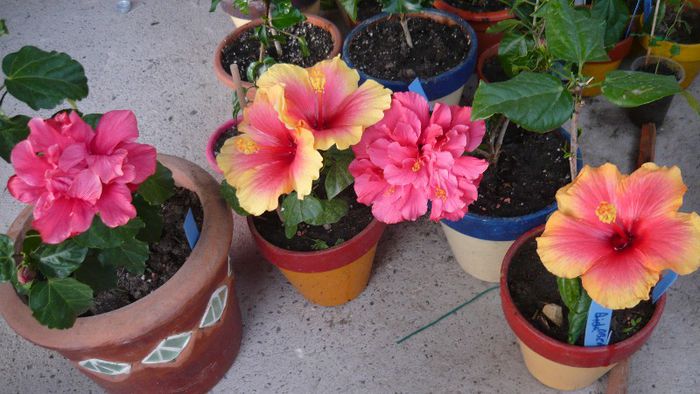 Picture 3611 - x 2013 Hibiscus rosa sinesis