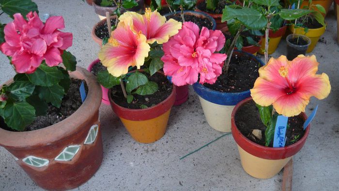 Picture 3612 - x 2013 Hibiscus rosa sinesis