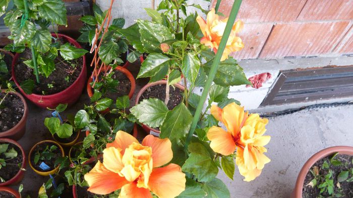 Picture 3613 - x 2013 Hibiscus rosa sinesis