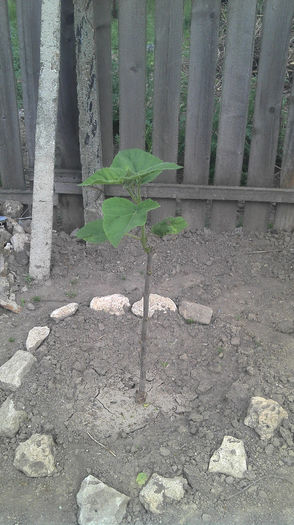 2013-05-05 09.31.24 - Paulownia Anul-1