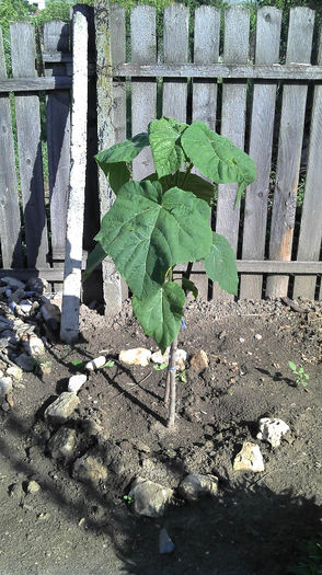 2013-05-26 09.00.32 - Paulownia Anul-1