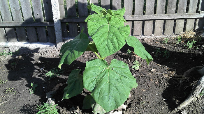 2013-05-26 09.00.42 - Paulownia Anul-1