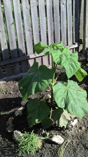 2013-05-26 09.01.01 - Paulownia Anul-1