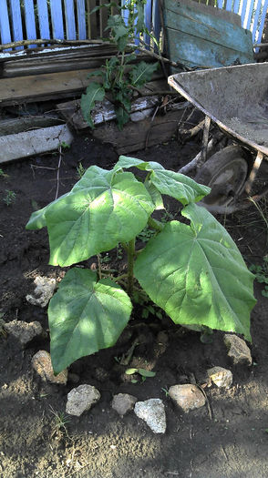 2013-05-26 09.01.24 - Paulownia Anul-1